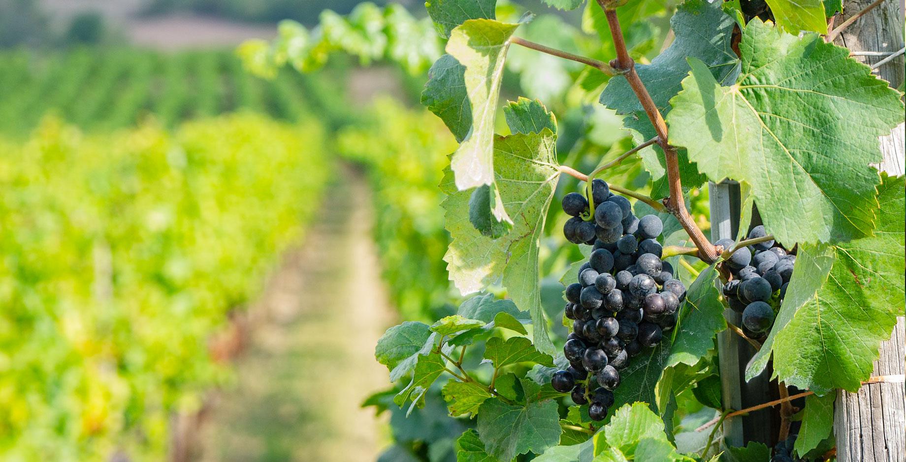 Journée Scientifique Vigne & Vin – 15° édition 