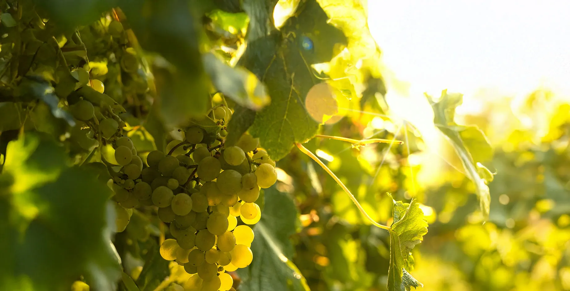 Une grappe de raisin blanc est éclairé par un joli soleil, au loin le vignoble se prolonge