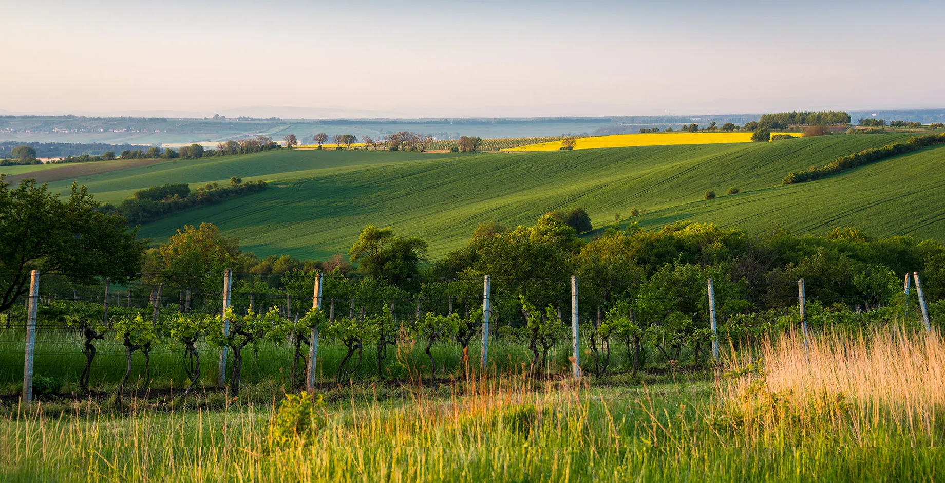 Paysage méditerranée avec vignoble au premier plan