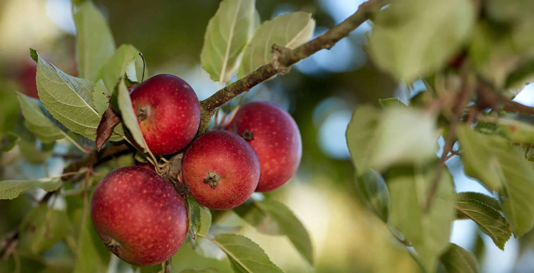 Verger – Pommes rouges sur une branche
