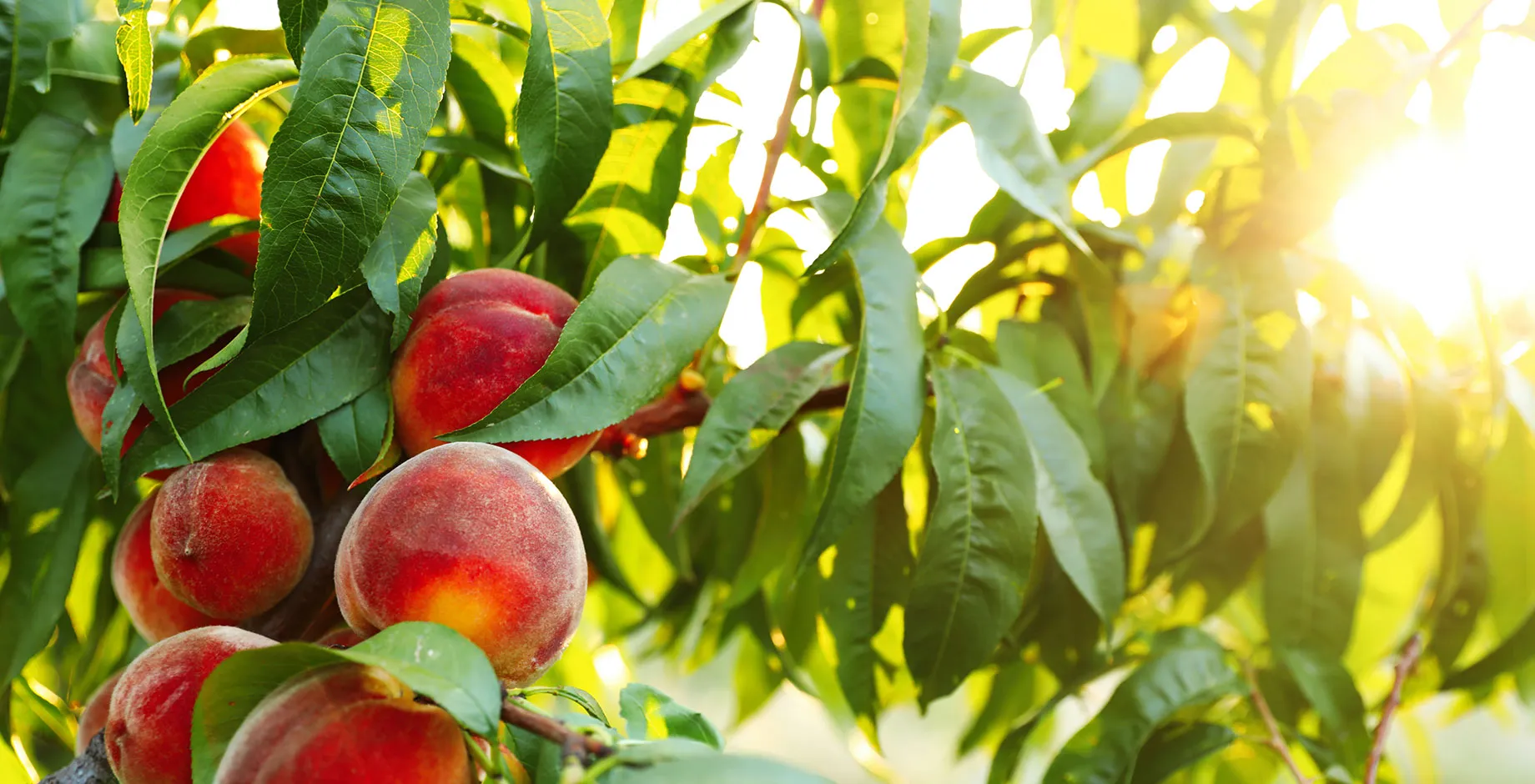 Des pêches fraîches et mûres sur un arbre dans un jardin, Evanto