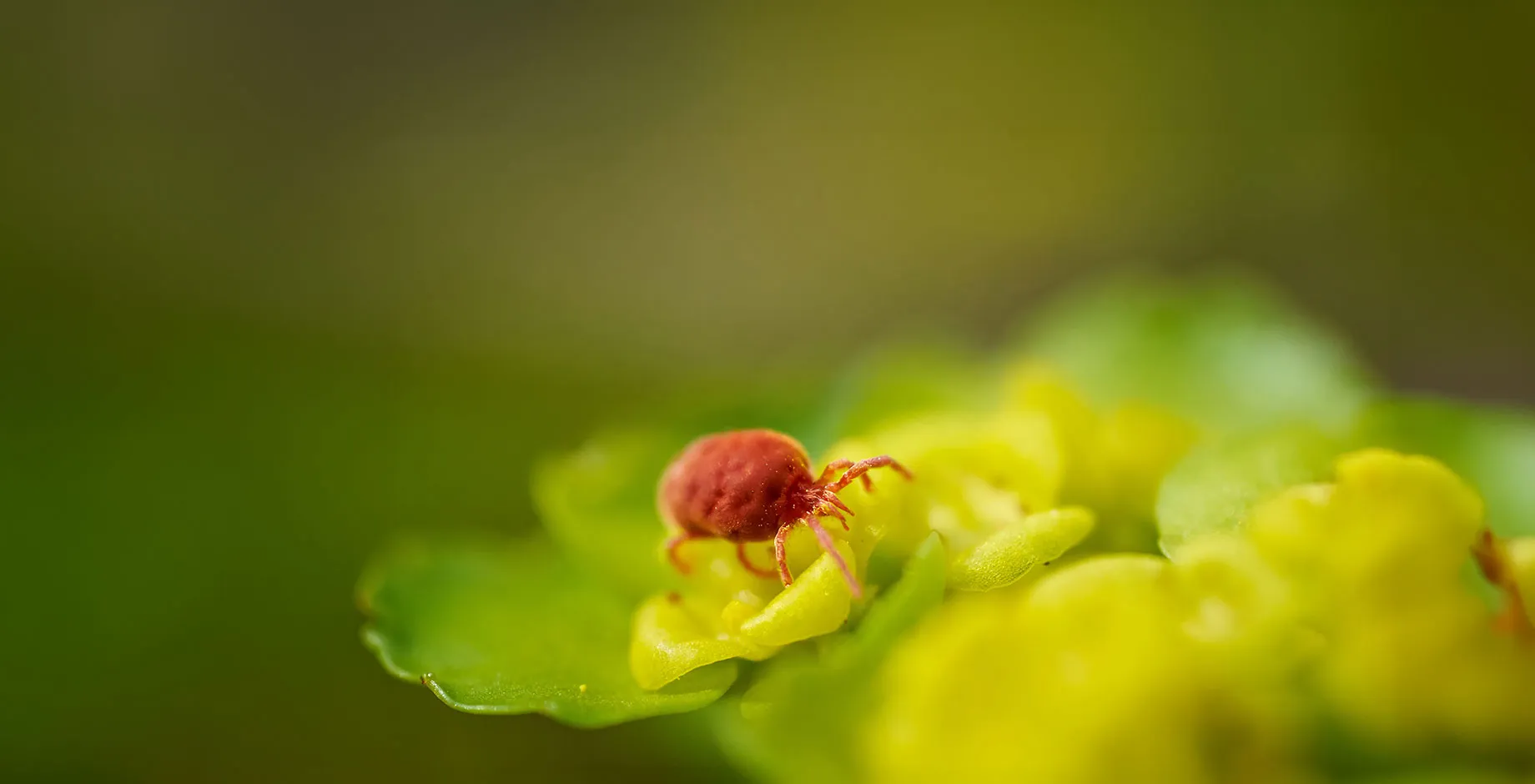 Acarien en gros plan sur une plante