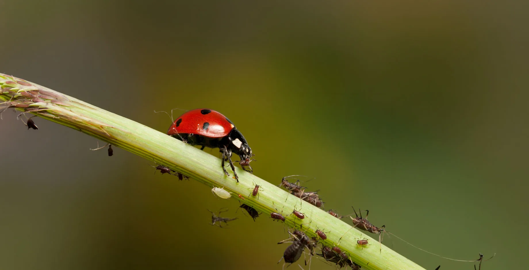 Coccinelle et aphides