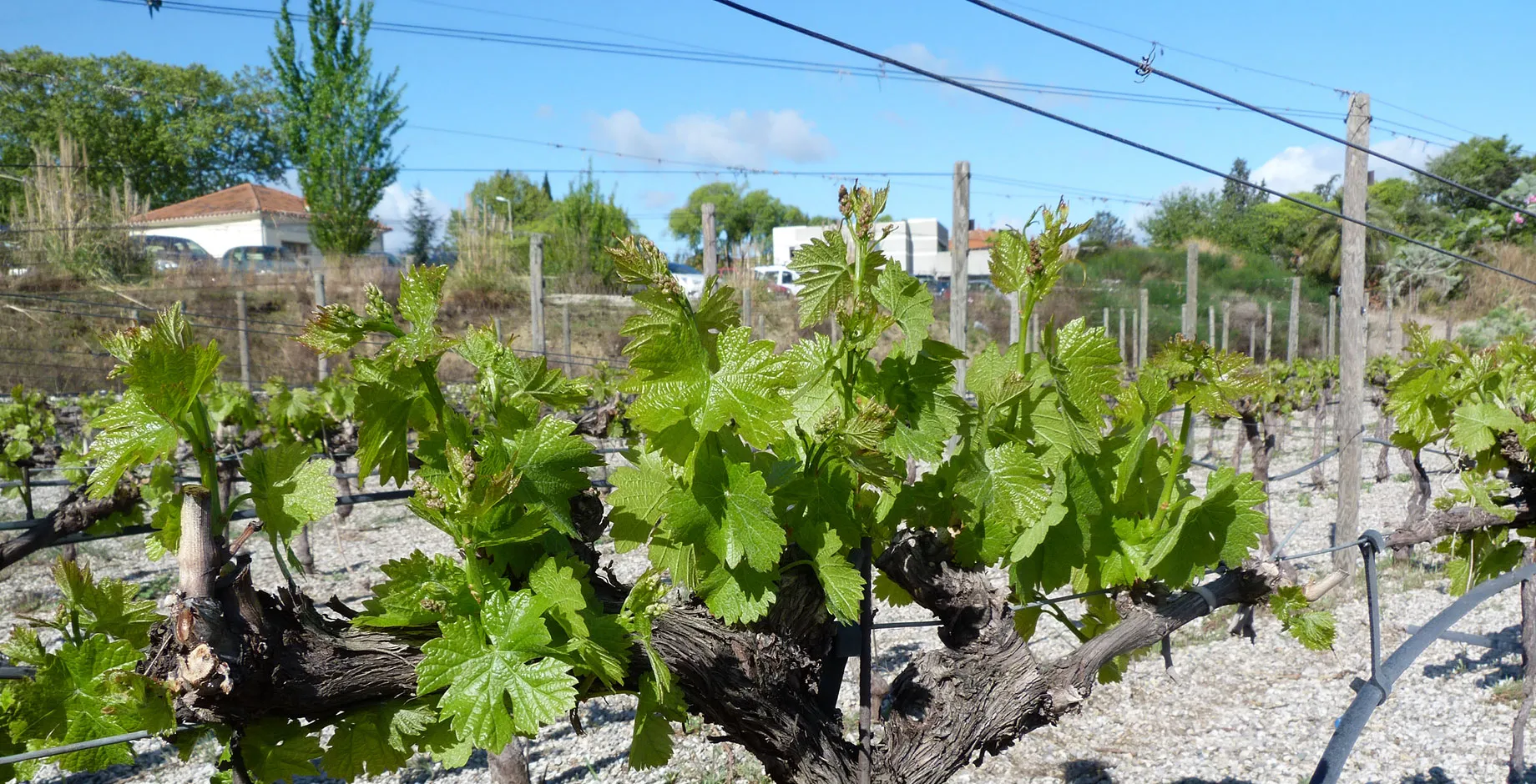 Le vignoble pédagogique et expérimental "Pierre Galet" 