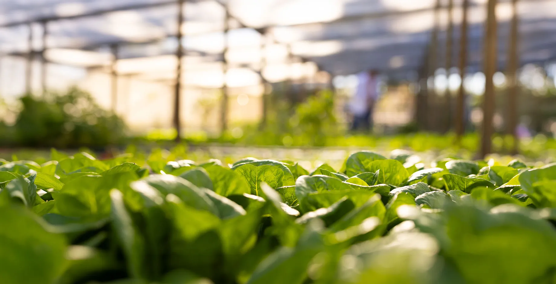 Plants de salade en gros plan 