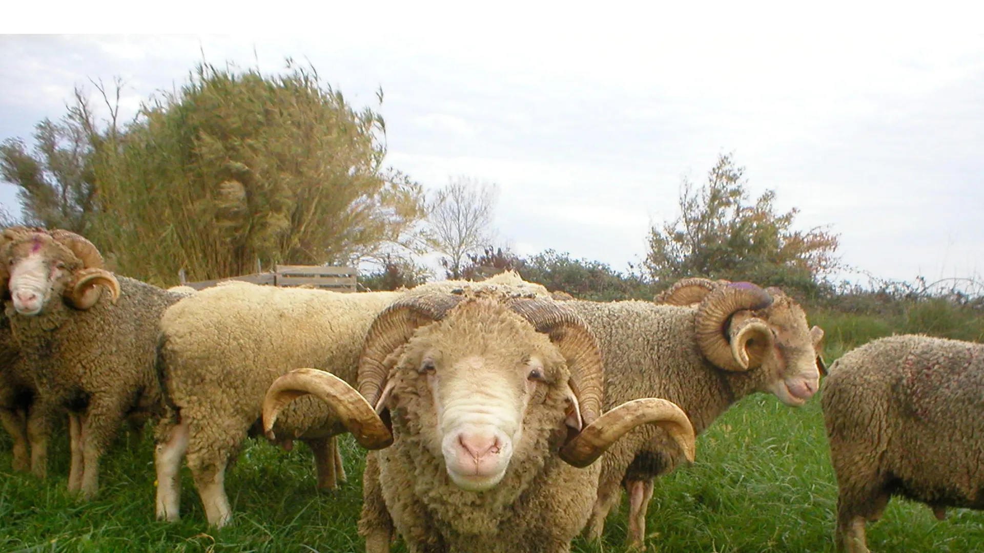 Domaine du Merle, Moutons 
