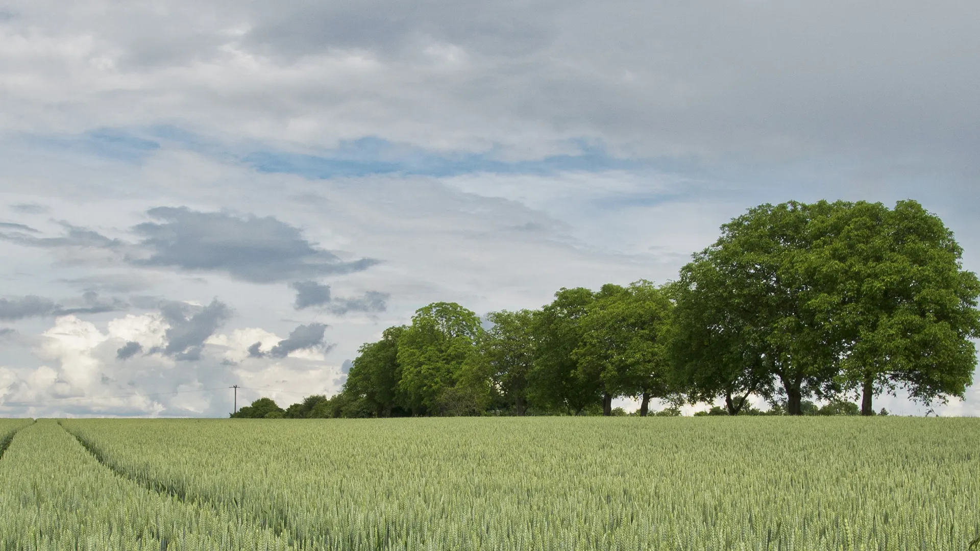 Champs de blé