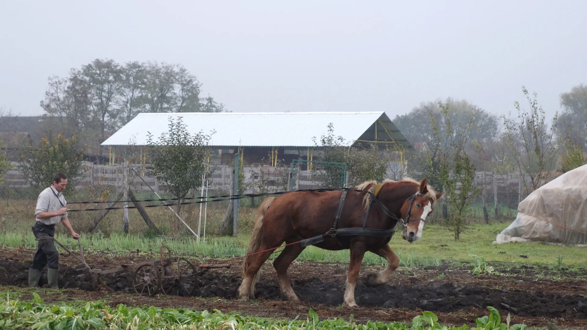 SAGITER - Cheval de trait