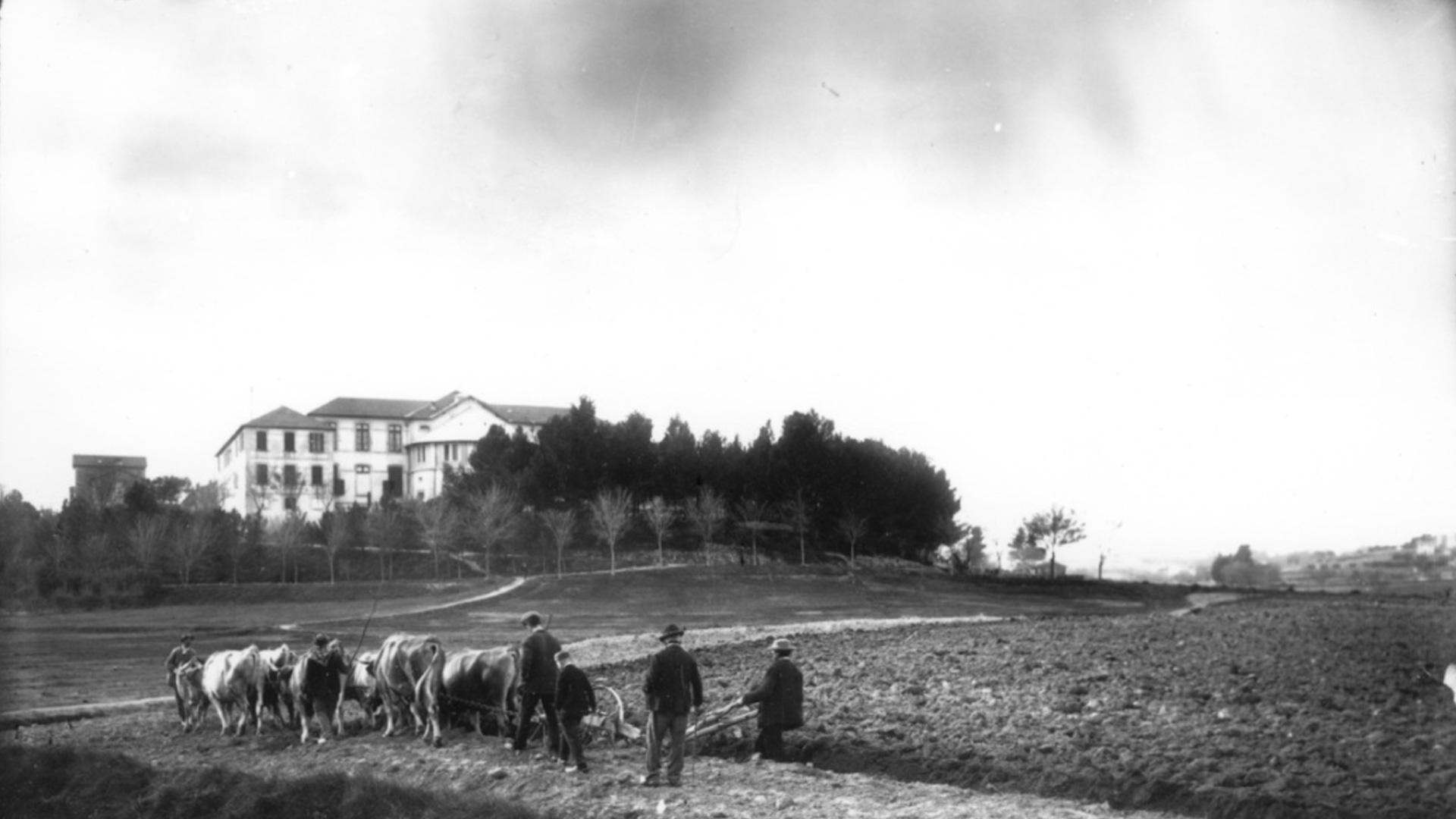 Création du vignoble en 1879