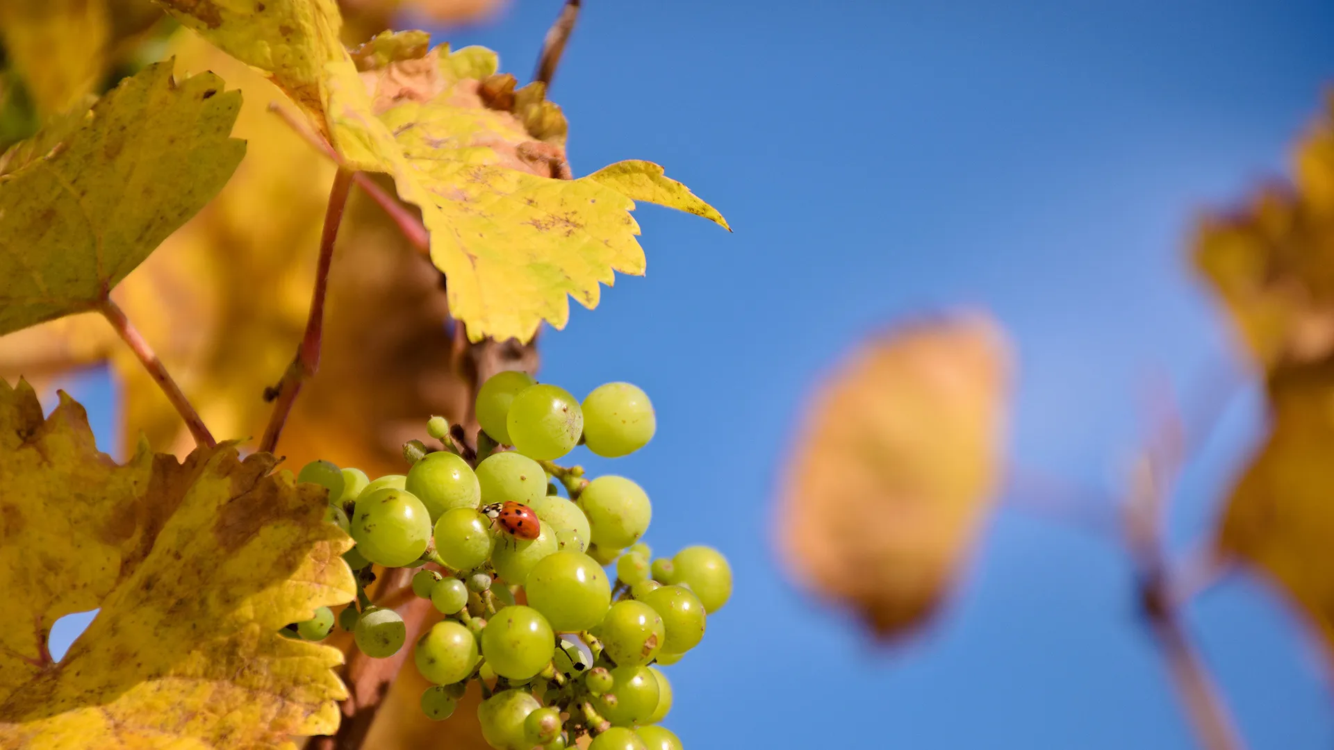 Vignoble et coccinelle