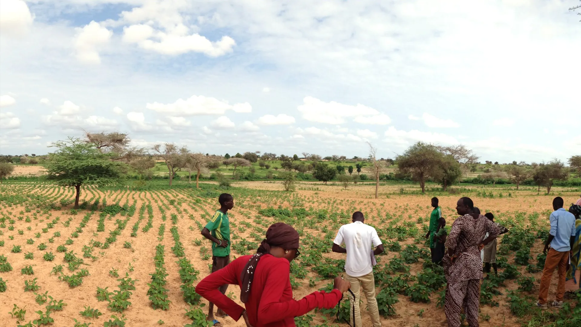 DEFIS - Développement, Expertise, Formation, Ingénierie pour le Sud. Champs sénégal