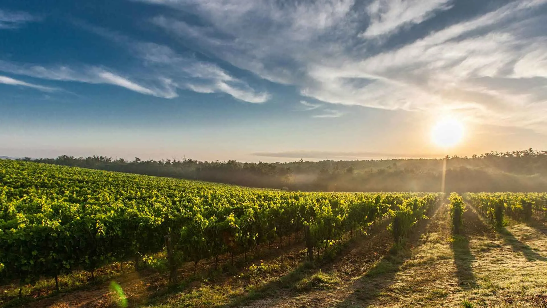 Vignoble Français