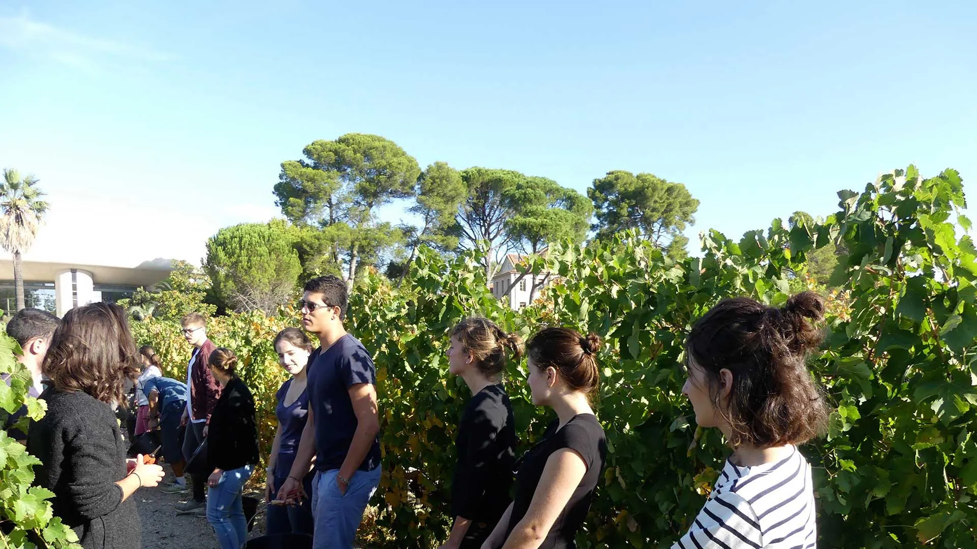 Master commerce des vins