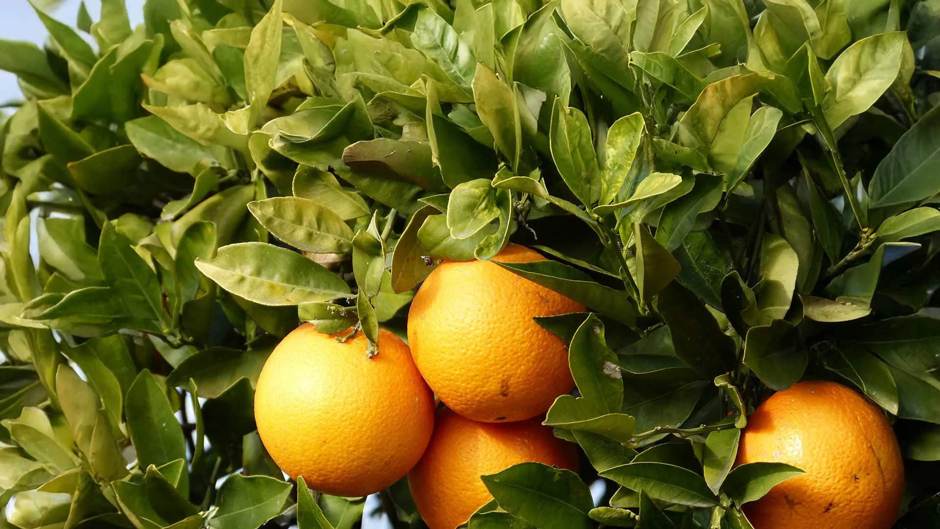 Évaluation de l’empreinte environnementale des systèmes alimentaires