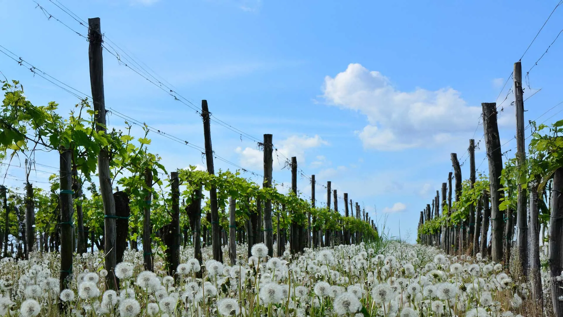 Vignoble agréocologie - Pixabay