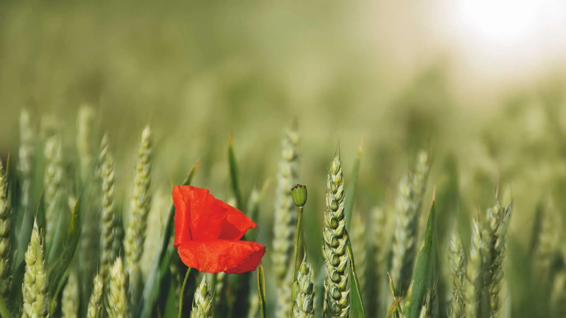 Définitions et enjeux de l’agriculture raisonnée, éthique environnementale et responsabilité 