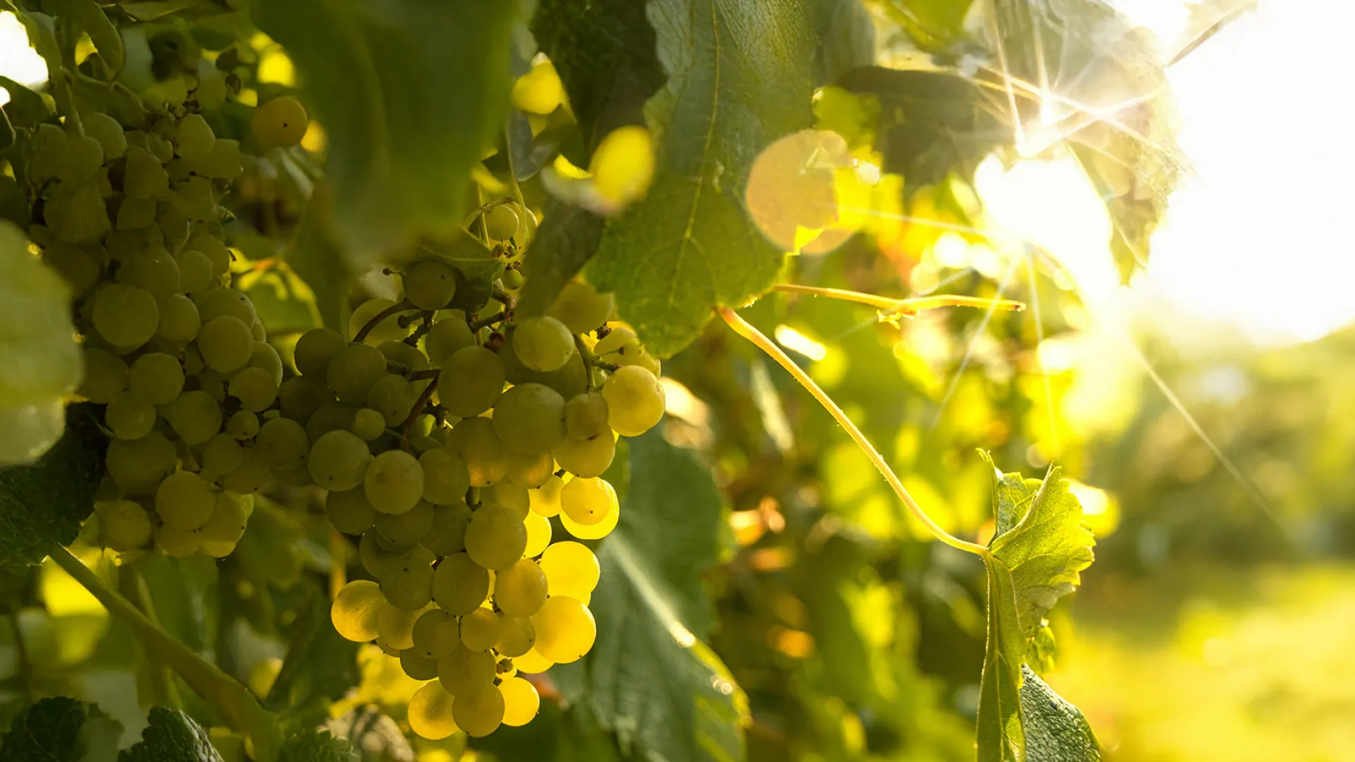 Journée Scientifique Vigne-Vin 
