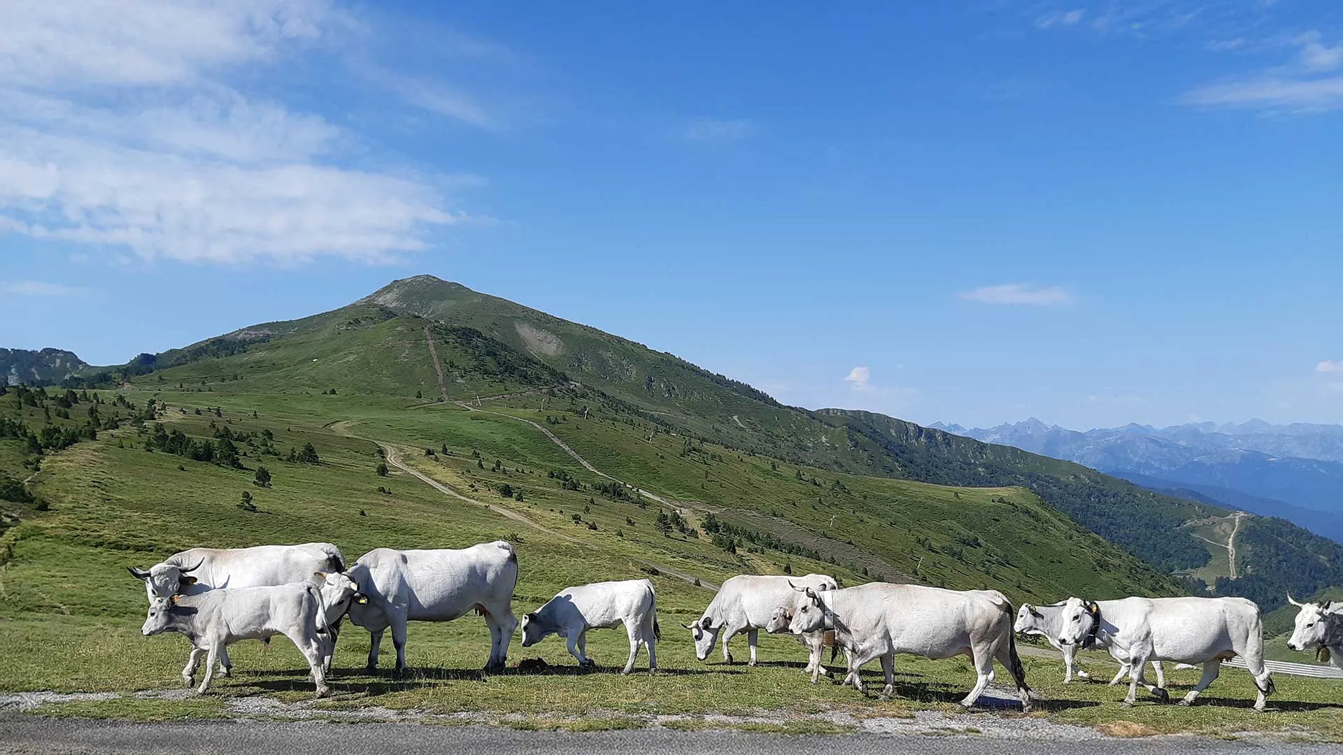 Troupeau de vaches en altitude
