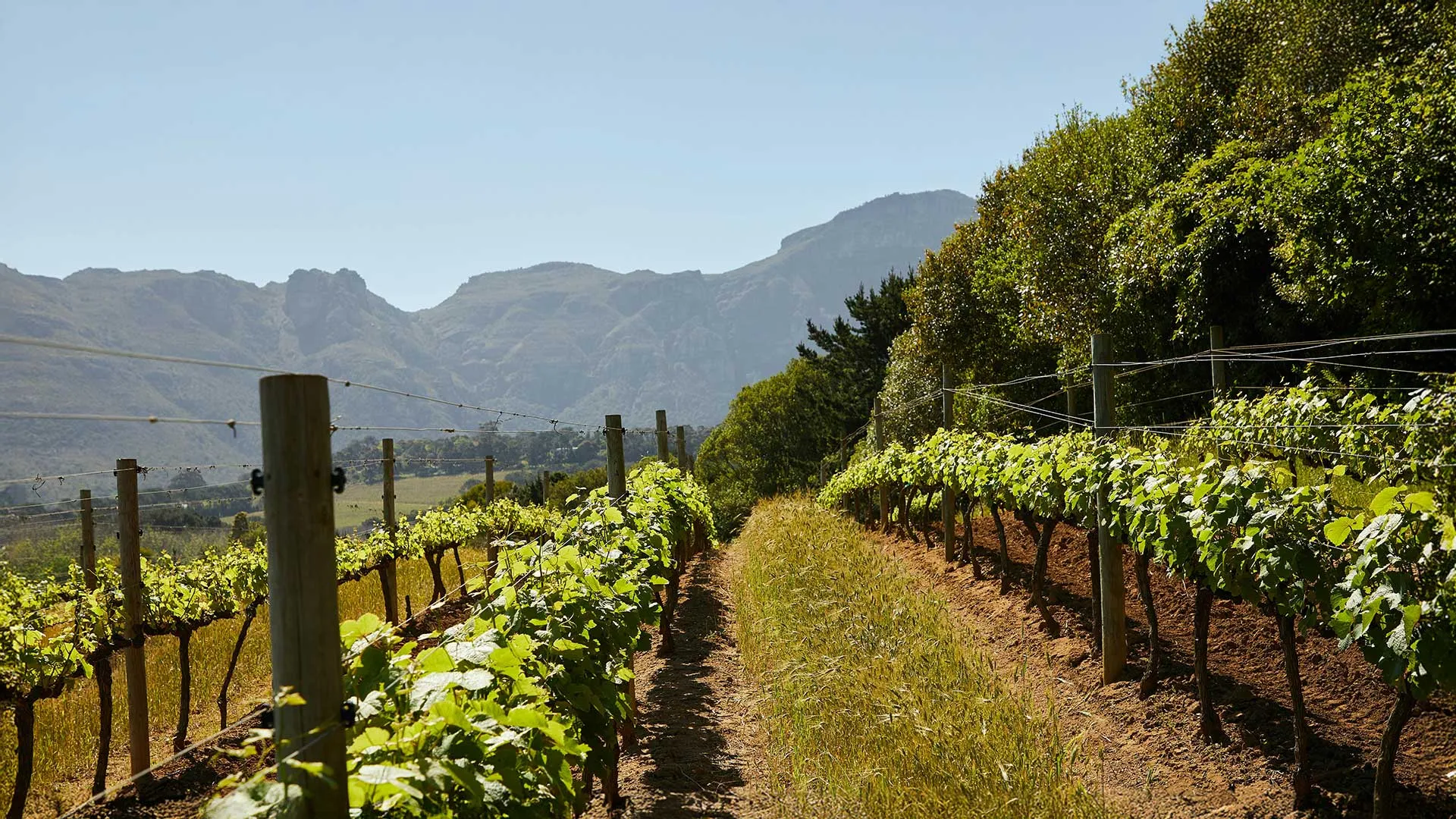 Vignoble au pied de la montagne