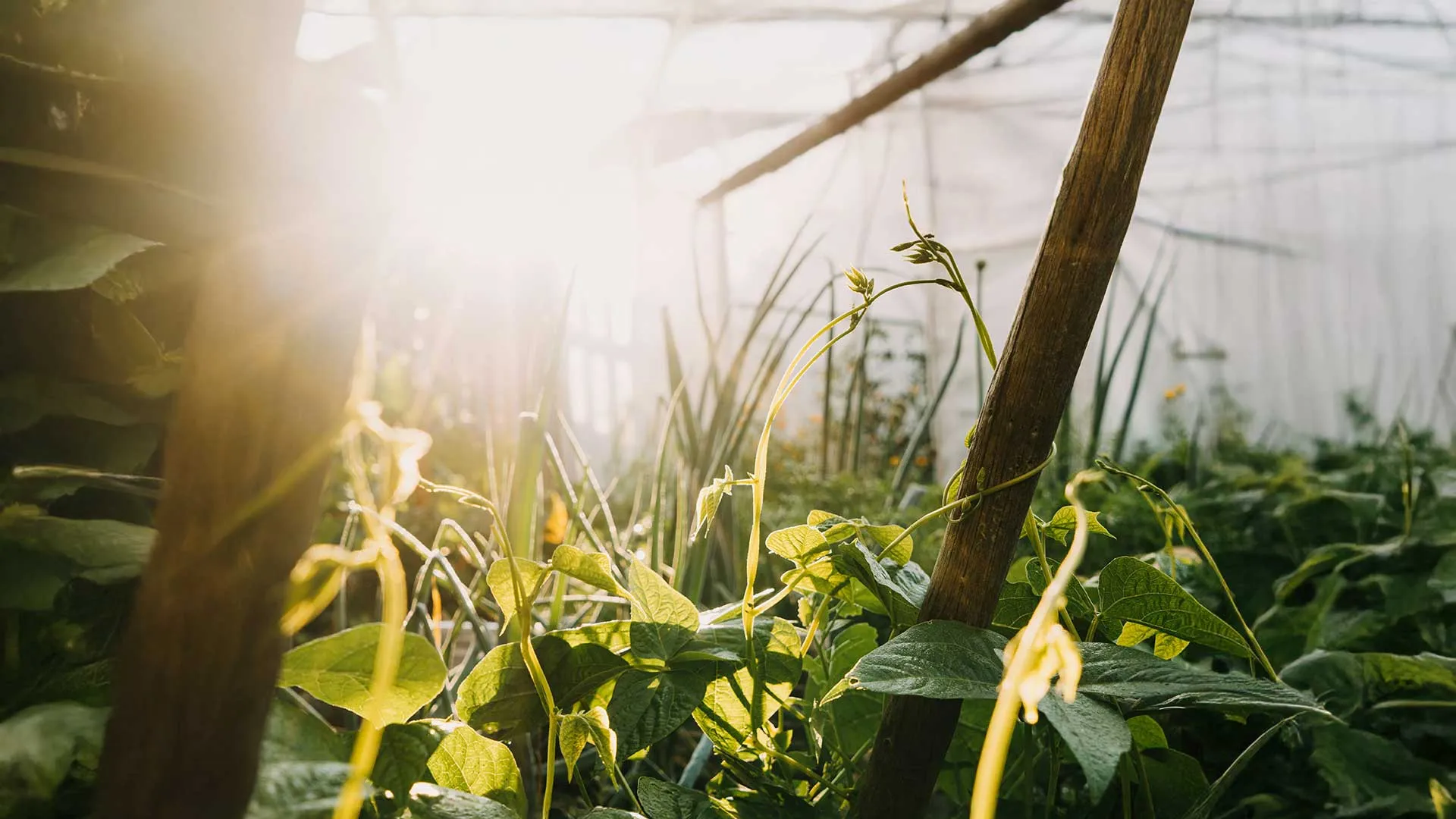 Haricots en premier plan