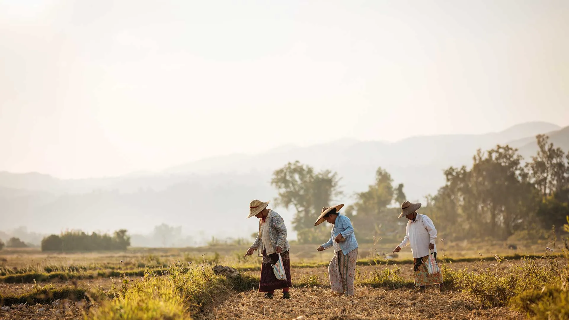 Accompagner l'implication des agricultures familiales dans les politiques publiques - ENVATO