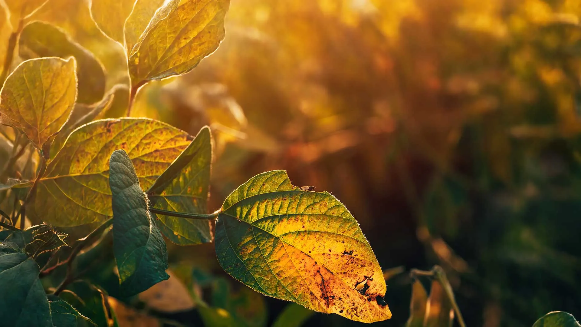 Feuille de soja malade en gros plan, lumière dorée - Envato