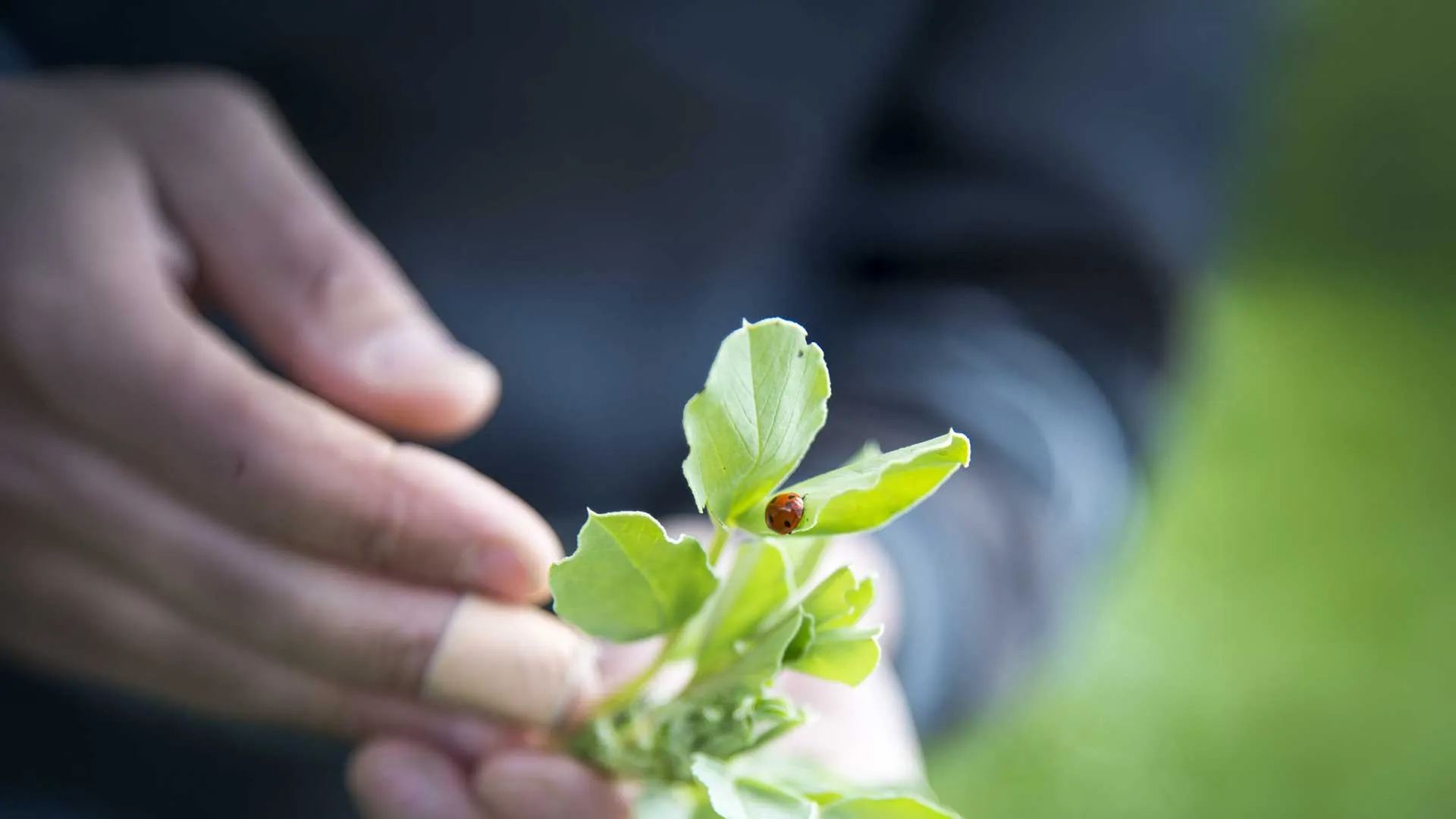 Agriculture et gestion de la biodiversité 