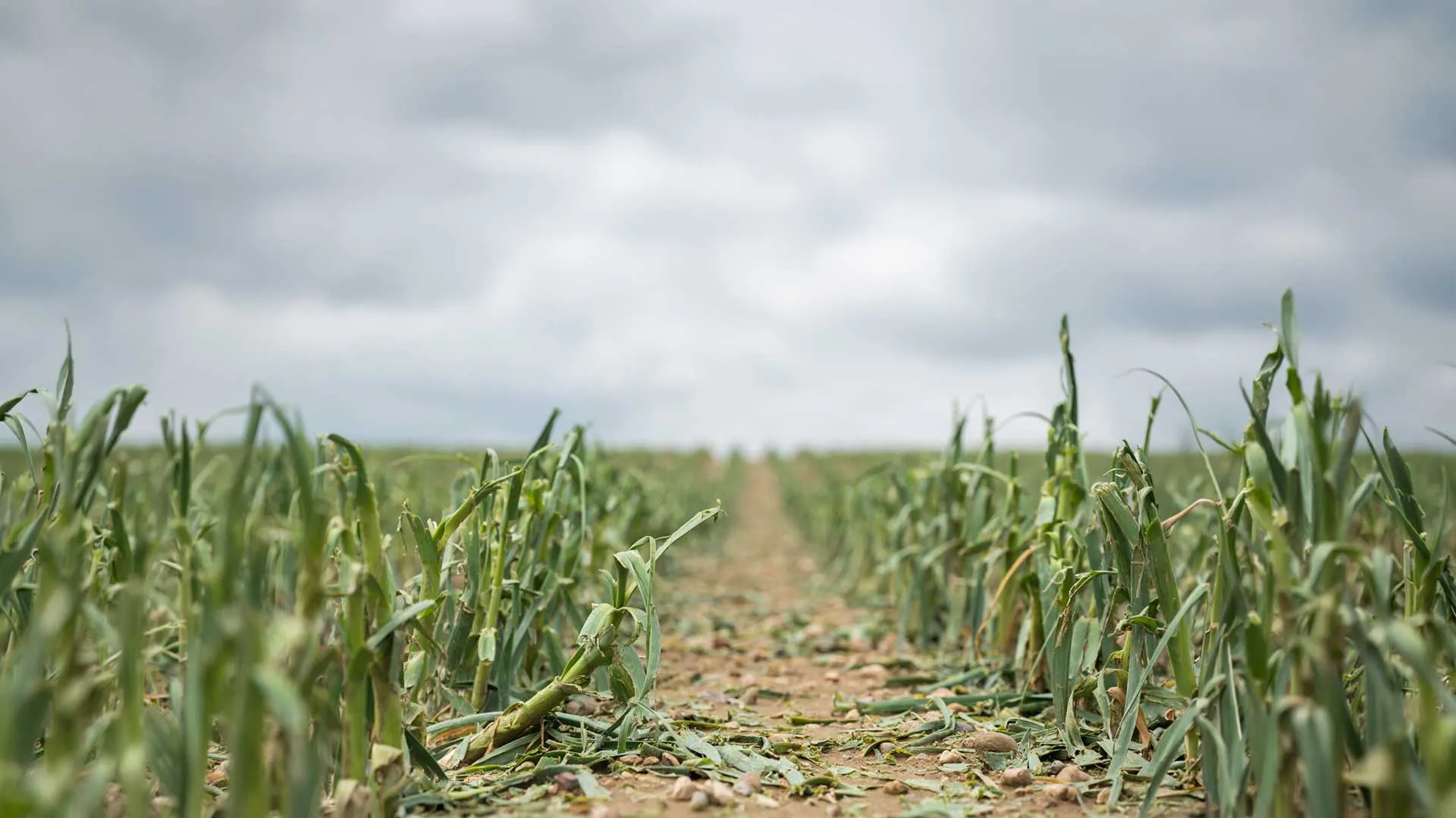 Le changement climatique et l'enquête terrain 