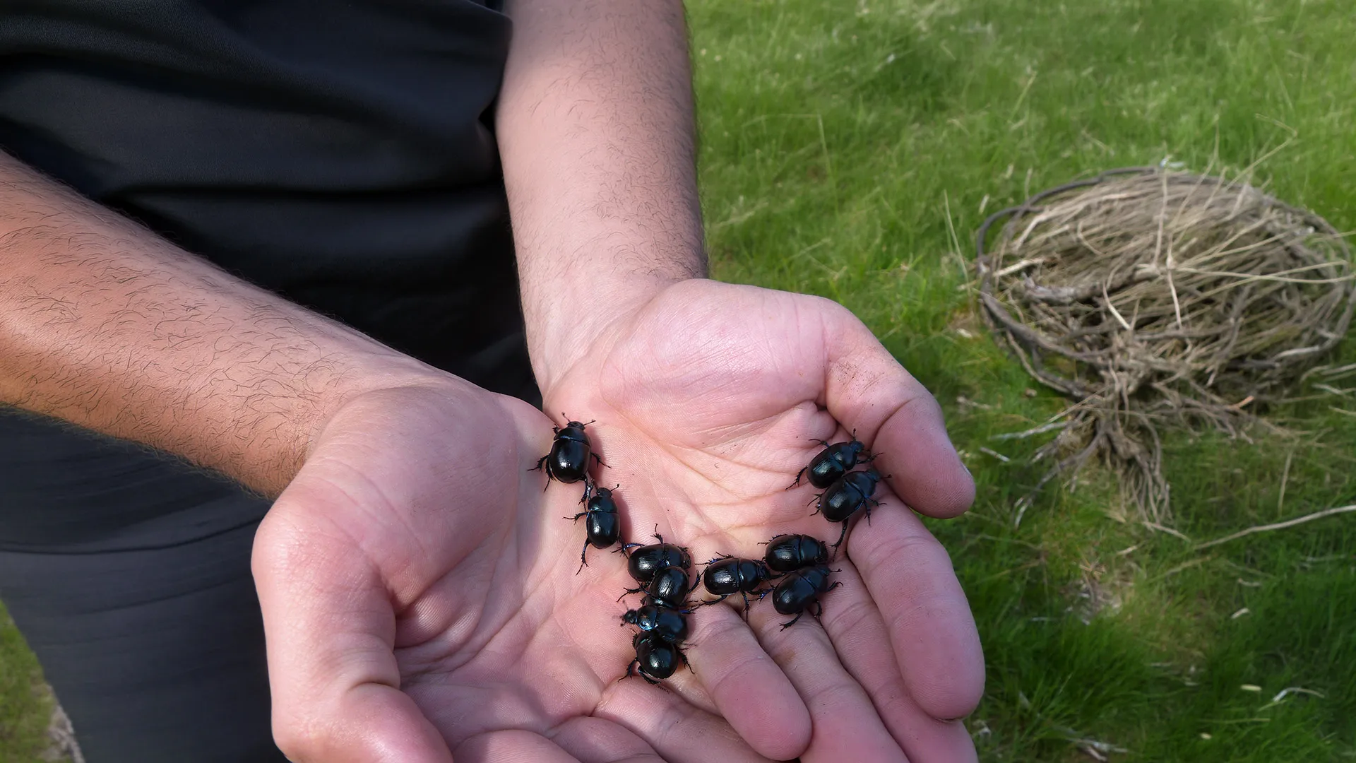 Anoplotrupes stercorosus tenus dans une main