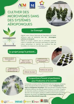 La microvigne cultivées en aéroponie , à la Mosson en milieu urbain