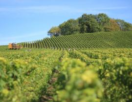 Vin et vignoble, une production viticole intégrée