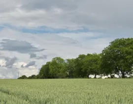 Champs de blé