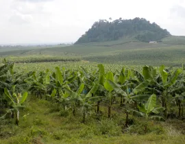 Parcours AgroDesign - Cameroun