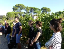 Master commerce des vins (vendange)