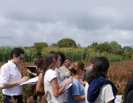 Visite de parcelles de sélection du sorgho