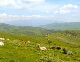 Systèmes d'élevage - vaches dans prairie