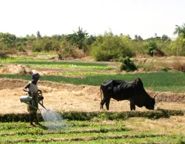 Marchés, organisations, qualités et Services pour les agricultures du Sud