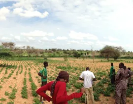 DEFIS - Développement, Expertise, Formation, Ingénierie pour le Sud. Champs sénégal