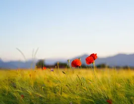 Politiques publiques agricoles et environnementales