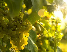 Journée Scientifique Vigne-Vin 
