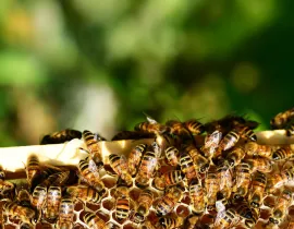Ruches d'abeilles en gros plan