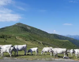Troupeau de vaches en altitude
