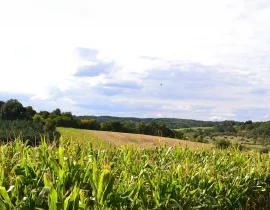 Champs de maïs sous un ciel nuageux