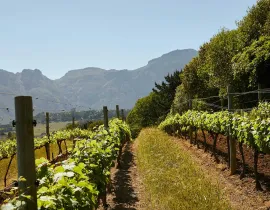 Vignoble au pied de la montagne
