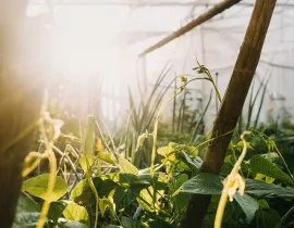 Haricots en premier plan