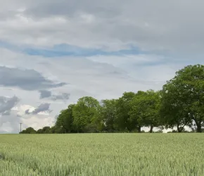 Champs de blé