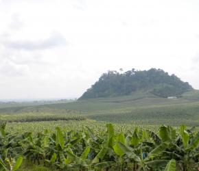 Parcours AgroDesign - Cameroun