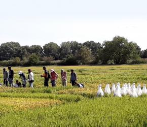Visite de parcelles de sélection du riz au Centre Français du Riz