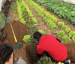 Découvertes du diagnostic agronomique dans une serre