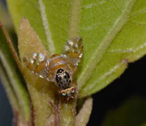 Insectes ravageurs